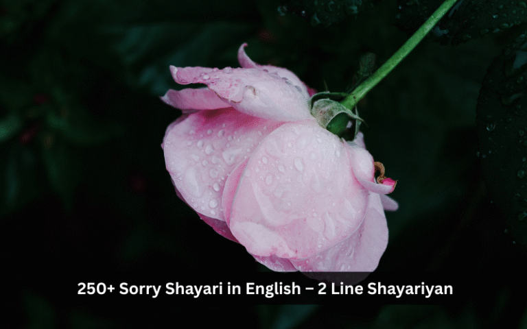 Sorry Shayari in English