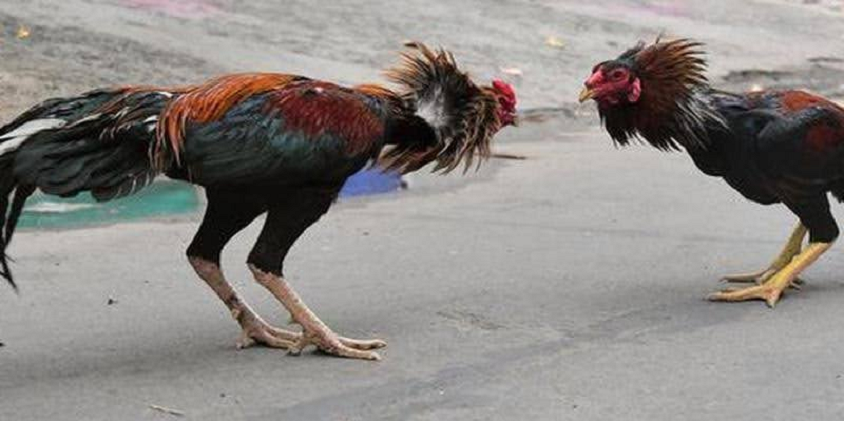 Cockfighting